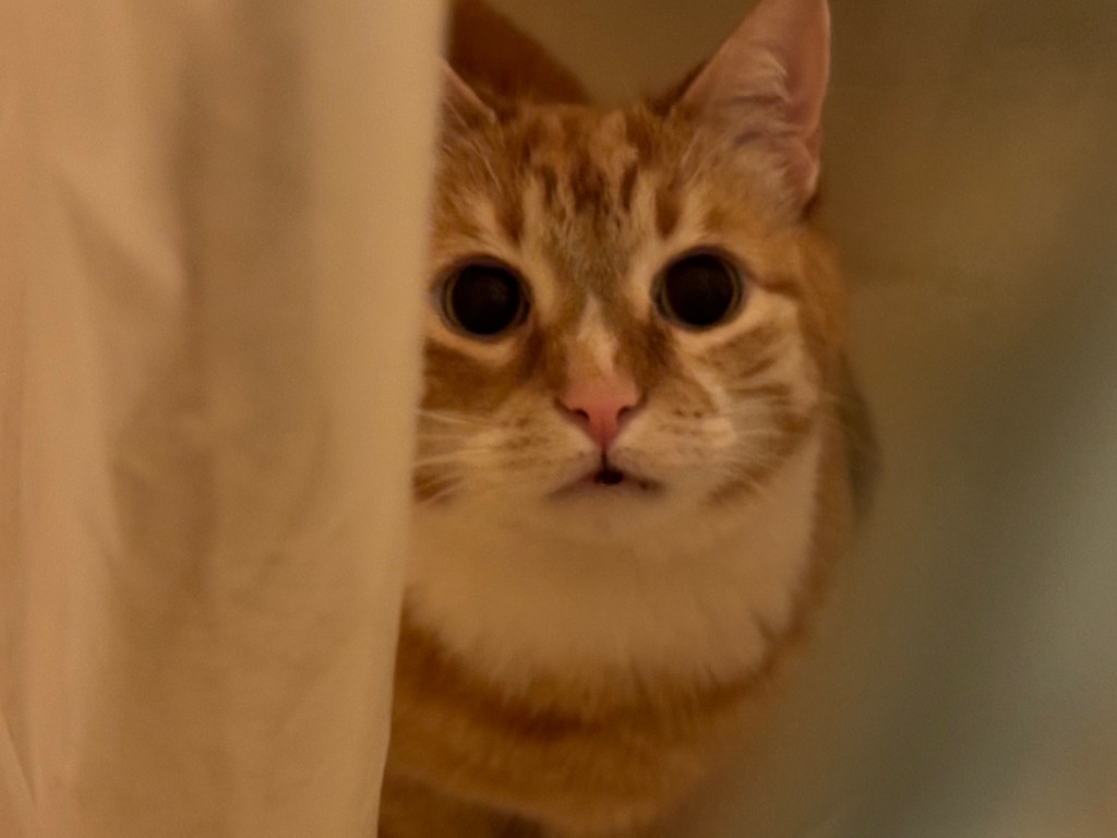 A top down view of a stripy orange cat partially obscured by a shower curtain. His pupils are very large and he looks mischievous and ready to pounce.